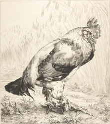 El gallo viejo, 1882.