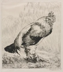 El gallo viejo, 1882.