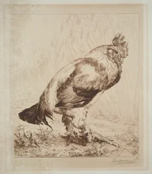 El Viejo Gallo, 1882