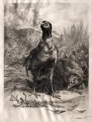 Los faisanes, 1899