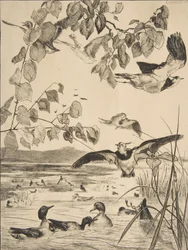 Avefrías y Cercetas, 1862