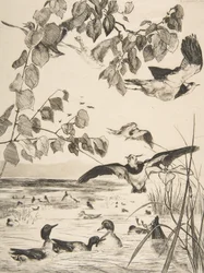 Vanneaux et Sarcelles, 1862