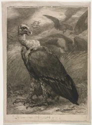 Buitre, 1904
