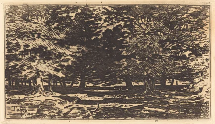 Bosque