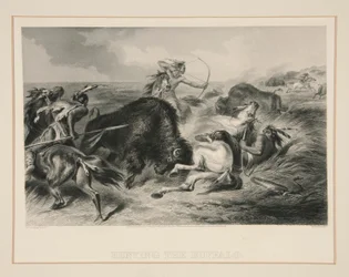 Cazando el búfalo