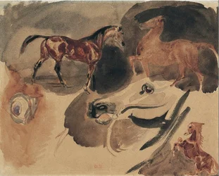 Estudio de caballos