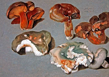 Estudios de hongos