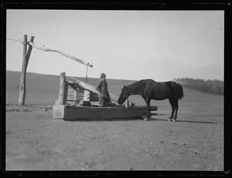 Caballo en la charca