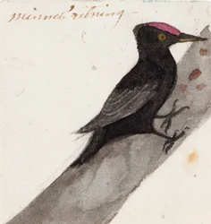 El gran pájaro carpintero negro