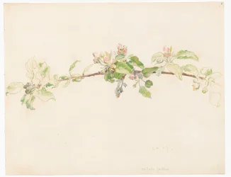 Rama de manzano en flor
