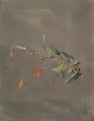 Enredadera