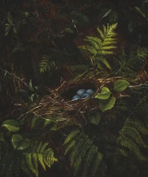 Nido de pájaro y helechos