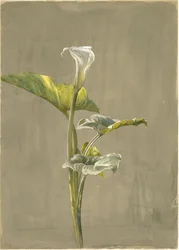 Lirio de cala, 1875