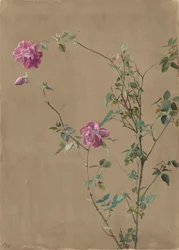 Rosas Rosadas