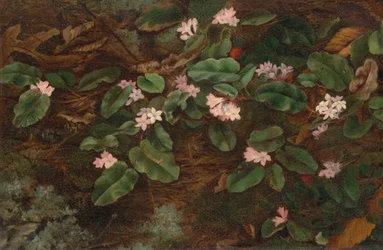 Madroño