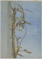 Glicina en una pared