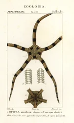 Equinodermo estrella fugaz, Ophiomastix annulosa, Ophiura annulosa