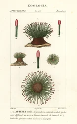 Anémona de mar mediterránea, Anemonia sulcata