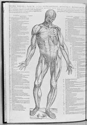 Estudio anatómico, ilustración de De Humani Corporis Fabrica Librorum Epitome por Andreas Vesalius (1514-64) publicado en Basilea, 1543