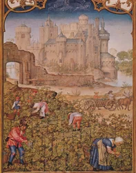 El mes de septiembre: La vendimia, del Breviarium Grimani, c.1515