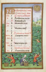 Ms 1058-1975 f9r Recolectando Uvas, página de calendario iluminada para septiembre, de un Libro de Horas, c.1500