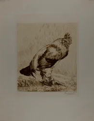 El gallo viejo