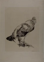 El gallo viejo