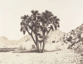 Environs de Fileh, Palmier Doum sur la Rive Orientale du Nil