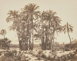 [Arboleda de palmeras datileras vista desde el punto A, Karnak]
