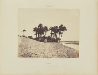 Luxor. Palmeras datileras y Jardín de la Expedición de Luxor