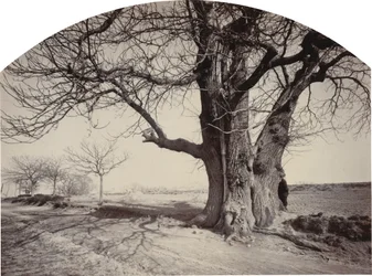 Gran castaño al borde de un camino, c. 1875-1880