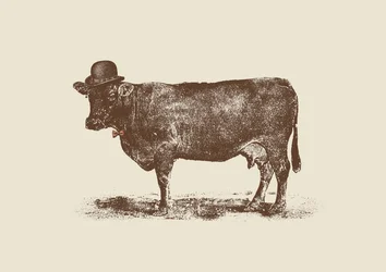 Nuez de Vaca
