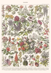 Flores II - EDICIÓN ASTER, 2023 (digital)