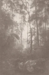 Jungla Nublada 1, 2024 (foto)