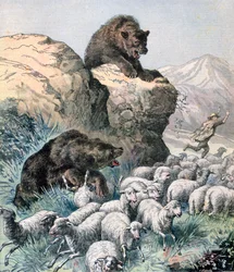 Osos del Cagyre, 1891