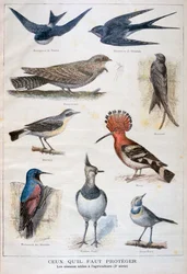 Aves protegidas y útiles en la agricultura, 1897