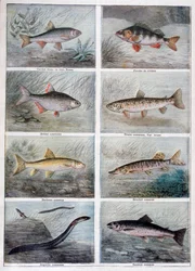 Peces de agua dulce