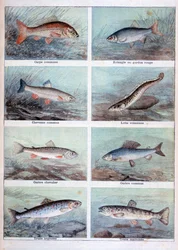 Peces de agua dulce, 1898