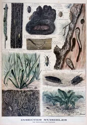 Insectos dañinos para las pieles
