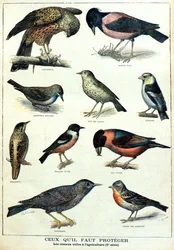 Aves útiles para la agricultura: estornino pinzón (Grabado)