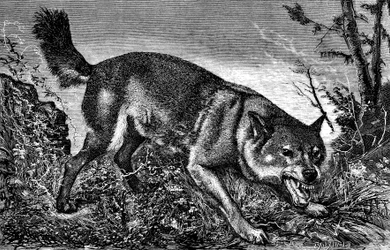 Lobo feroz, enfadado, con los dientes fuera, mostrando los colmillos - grabado de Meaulle en "La chasse illustree" nº 27, 5 de febrero de 1870 -.