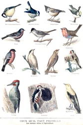 Las aves útiles en la agricultura