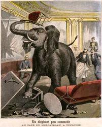 Un elefante incómodo: el paquidermo escapa de una menagerie de circo y rompe todo en el café de Pre-Catelan en Toulouse. Grabado por Meaulle y Meyer en la última portada del suplemento ilustrado del PETIT JOURNAL n 51 del 14 de noviembre
