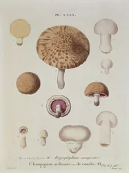 Hypophyllum campestre o el champiñón de campo, lámina 130 de 