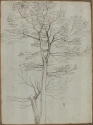 Árbol desnudo