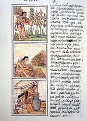 Escenas de la vida campesina, cosecha de trigo, desmotado en estera y almacenamiento en jarras, texto en náhuatl, facsímil del manuscrito Historia General de las Cosas de la Nueva España, también conocido como Códice Florentino, por Bernardino de Sahagún