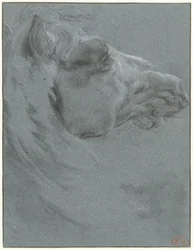 Cabeza de caballo