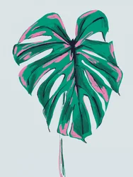 Monstera rosa y verde brillante