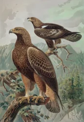 Grabado-Águila dorada-macho adulto (1) y hembra (2) Aquila chrysaetos