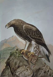 Grabado-Águila real-Macho joven – Aquila chrysaetus